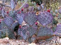 Opuntia macrocentra.jpg